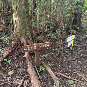 せっかくなので牛の背にも行ってみる