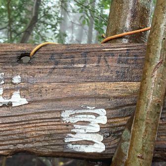 タコチバ山
道標はあるのに山名板はない