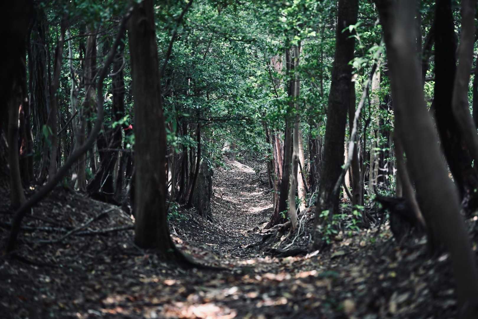 烏帽子岳 往復コースの写真