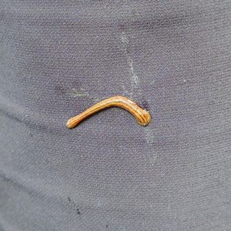 と！
コロ助が大騒ぎしています！
ついにヤマビルに遭遇！

必死に吸血しようとしています。木の枝で叩いても取れず、手でいきなり引っ張ってようやく取れました。すごく執着心というか吸着力です。

その後もコロ助だけ付着し、計6回

なぜかマコトは0回

蚊とかにもやたら好かれる人なので、何かあるんでしょう(笑)

なお、この後に取ったやつは、取った手にも瞬時に吸着したやつもいました。ビビリました。ブチッ！と剥がしたら瞬時にポイッ！が適切です。