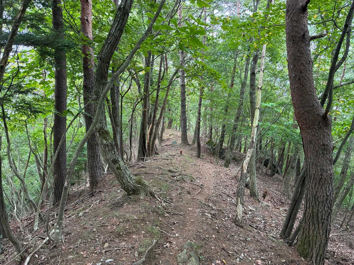 平坦なルート