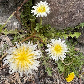 シロバナたんぽぽ！
なかなか見ないので嬉しい🎶
