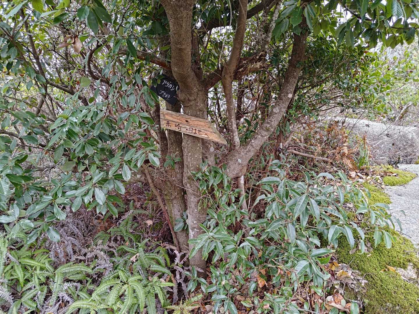 親切な看板。