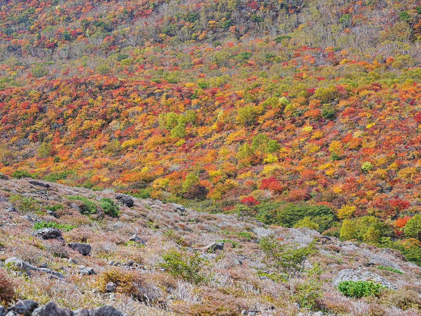 紅葉🍁が流れるように