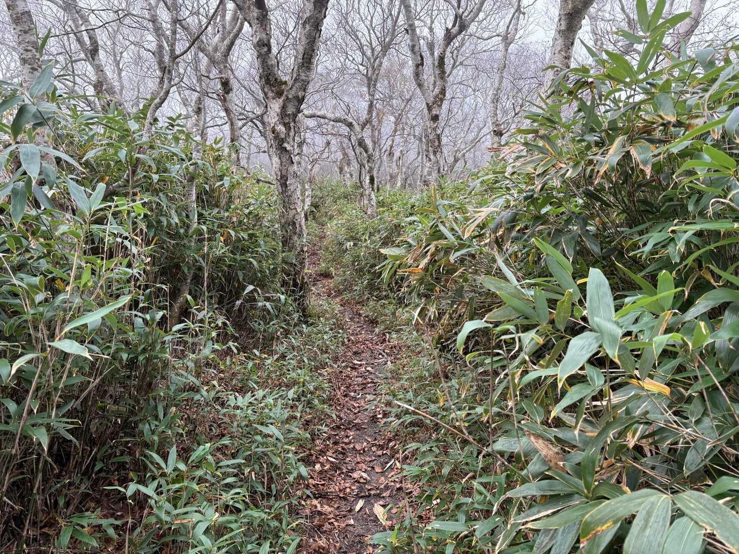 笹が多い登山道と聞いていましたが多いです😅
でも整備されていますので歩き易いです😊