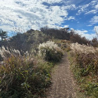 鍋割山ブルー🩵💙とススキ🌾