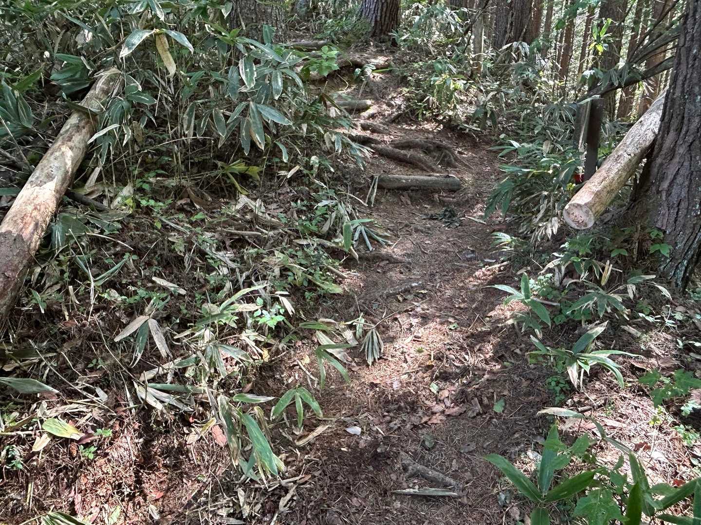 倒木処理されてました。本日、フォロワー“能夢会さん”🪵処理ありがとうございました🙏