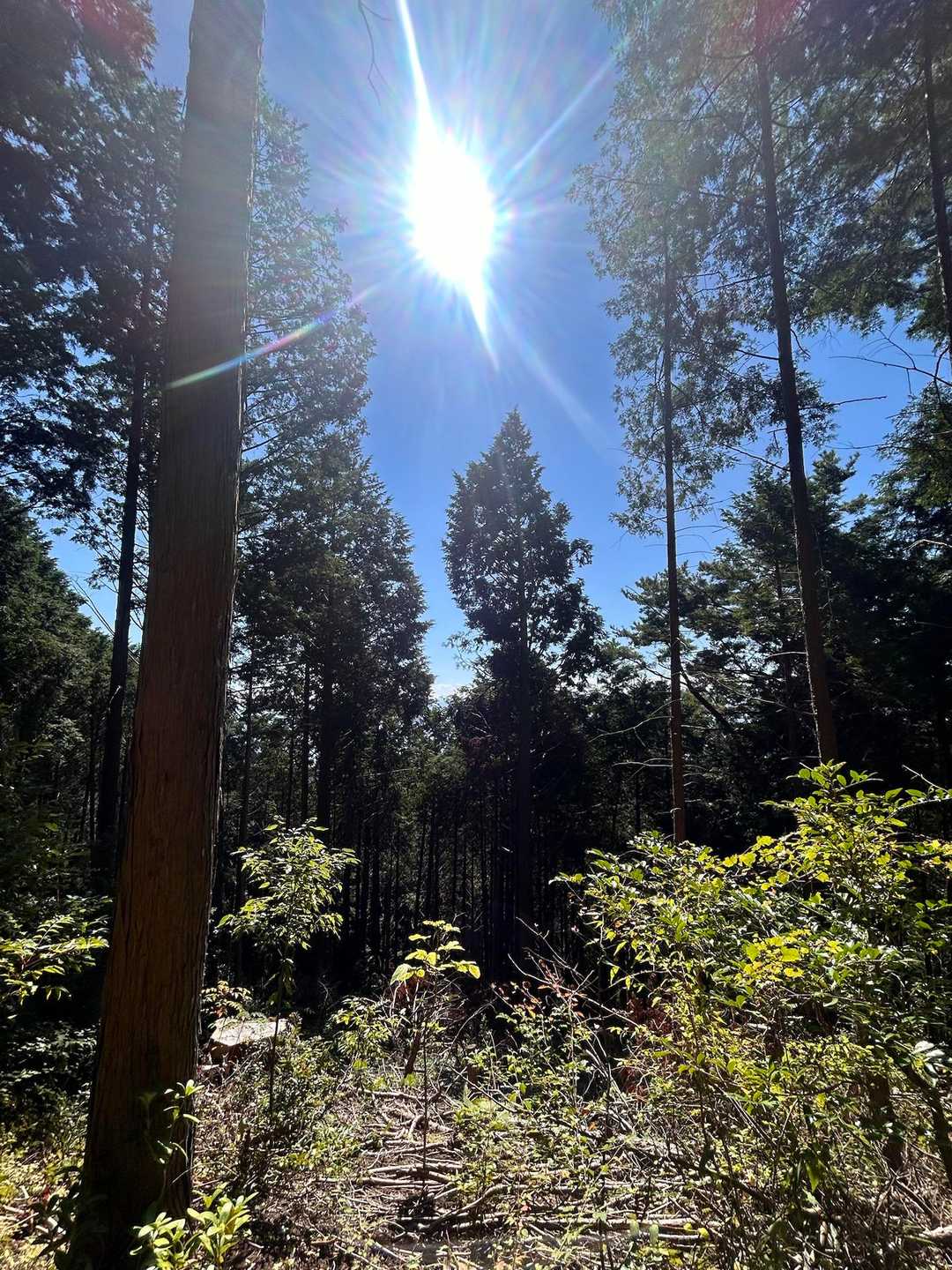 不動山-行者杉-杉尾峠 周回コースの写真