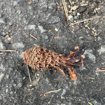 リスのエビフライ