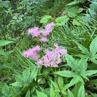 花活
シモツケソウ