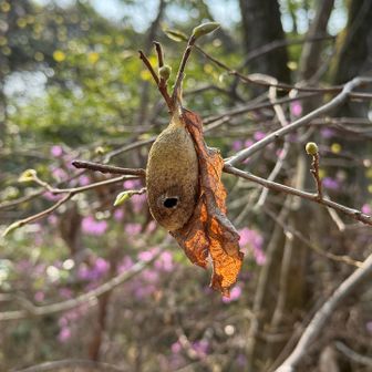 これは……なんだろう？虫の住処？