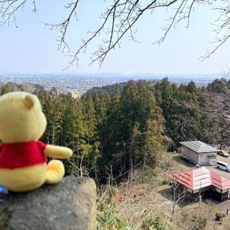 今日のPooh様は境内の塀の上から上越市を眺めるの巻