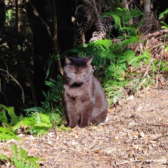 なぜにこげなところに猫が…
いやそう言えば、昔もここに猫いた気がします。