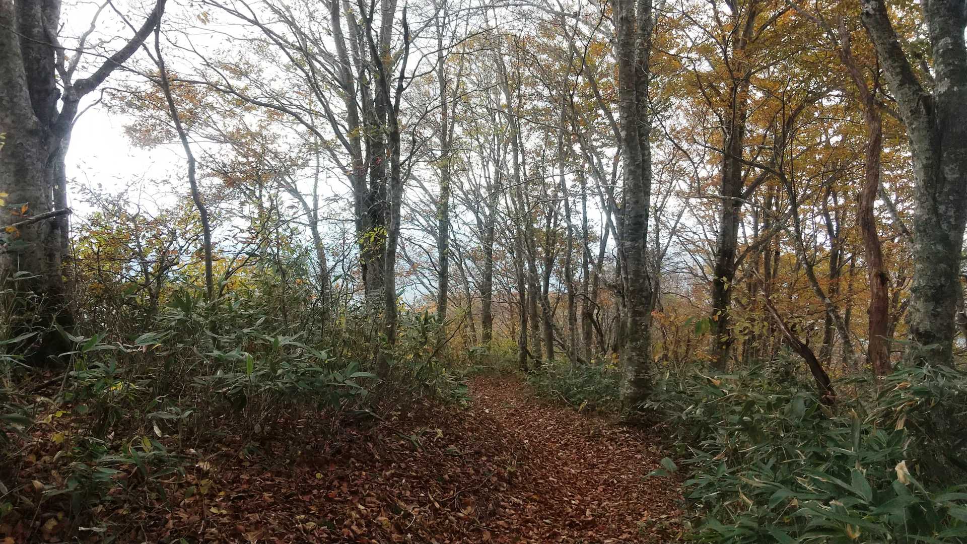 落ち葉🍂でフカフカのじゅうたん小路(^^♪