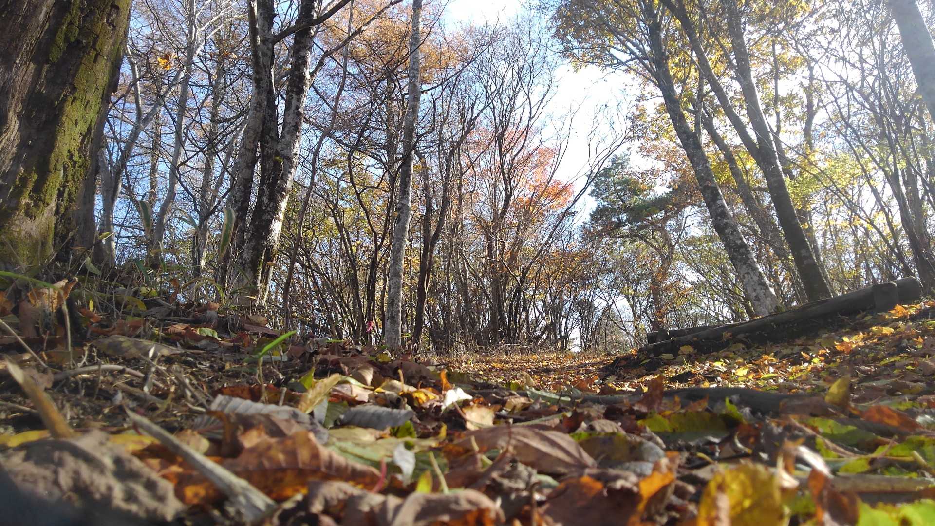 富士見峠-寧比曽岳 往復コースの写真