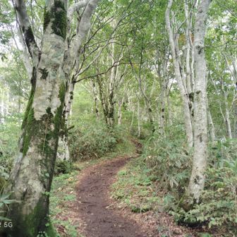 白と緑のコントラスト