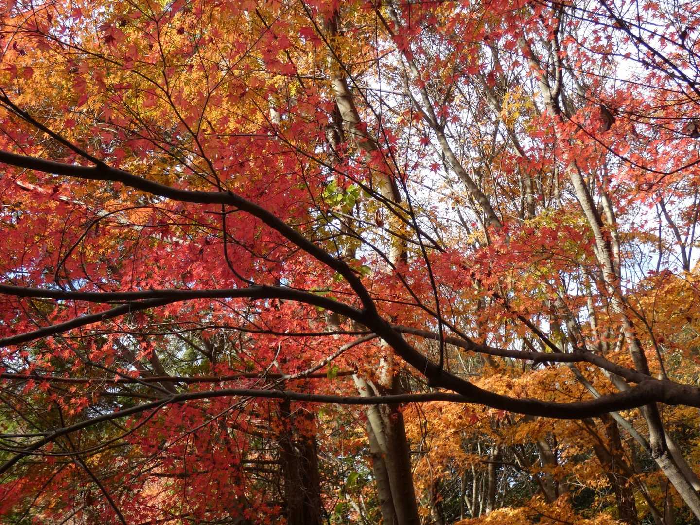 妙見堂の紅葉がキレイでした🍁