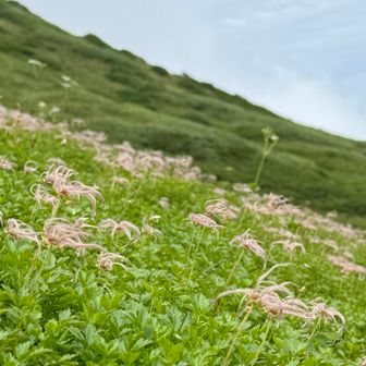 今年もいっぱい咲いてくれてありがとう。