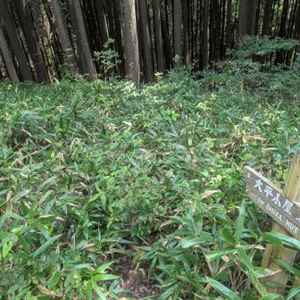 矢ノ音山頂からよし行くか！と歩き出したらこれで引いた。藪自体は10mほどで終了。