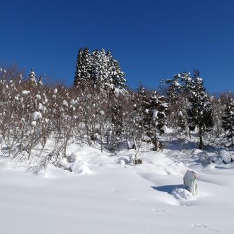 西山の登山口
藪だらけなので、入りません。