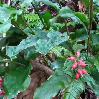 ハナミョウガのミ