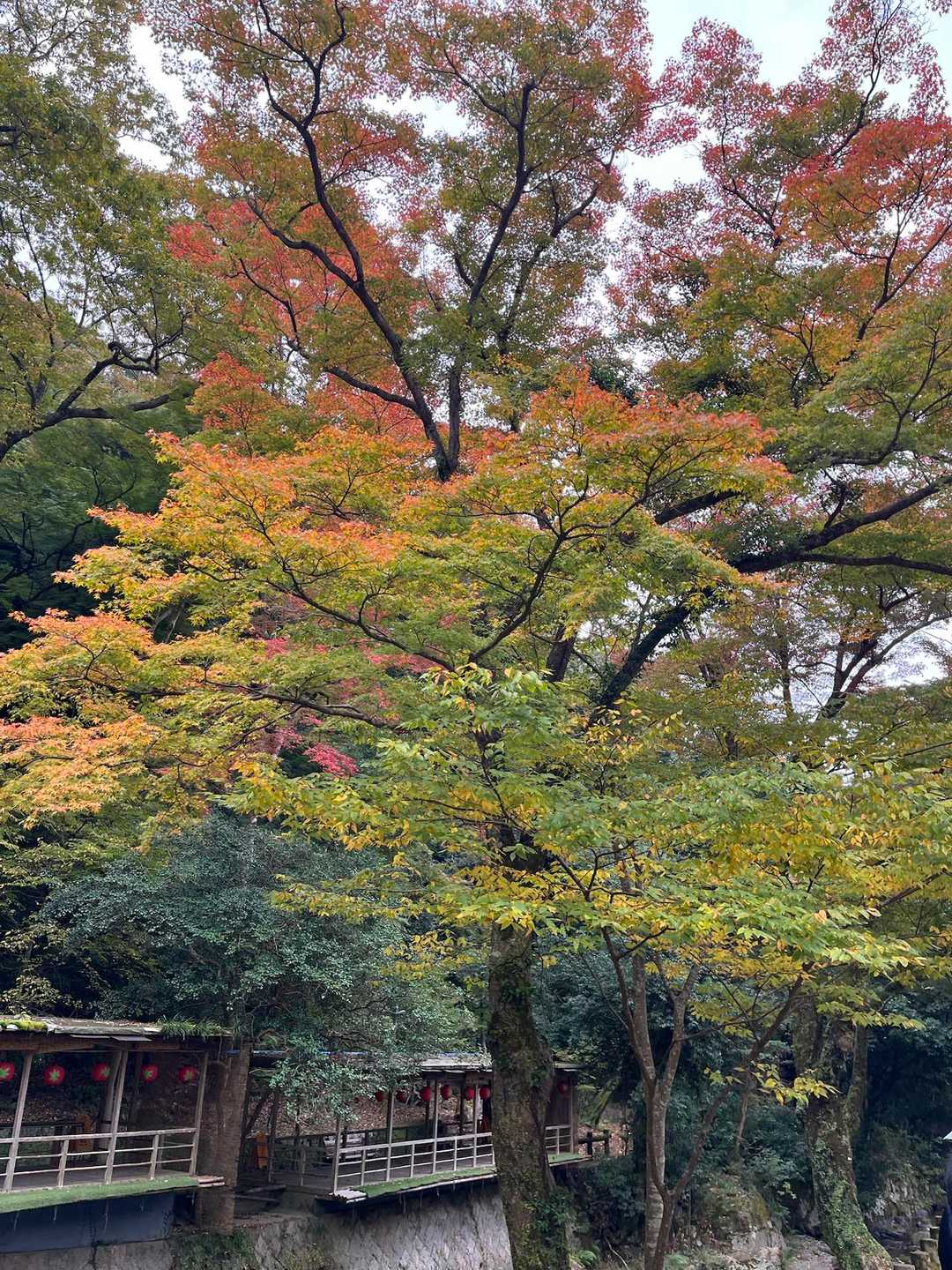 紅葉を見ながら〜