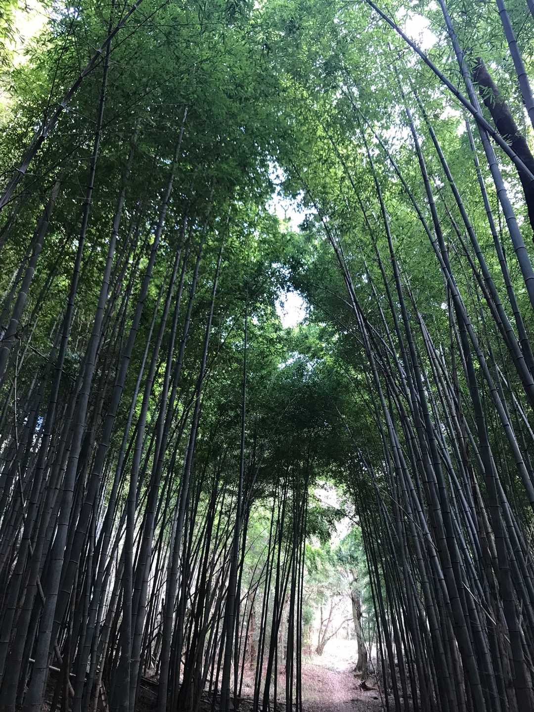 帰りも竹林　　すごくいい‼️