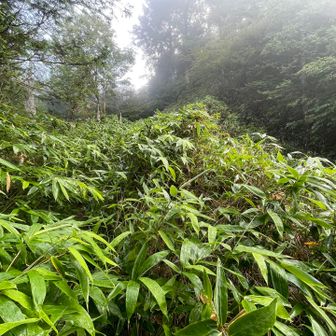 朝露or降雨で濡れた笹をかき分けて進む。こちらもズボン、シャツ、靴の中まで、しとどに濡れる