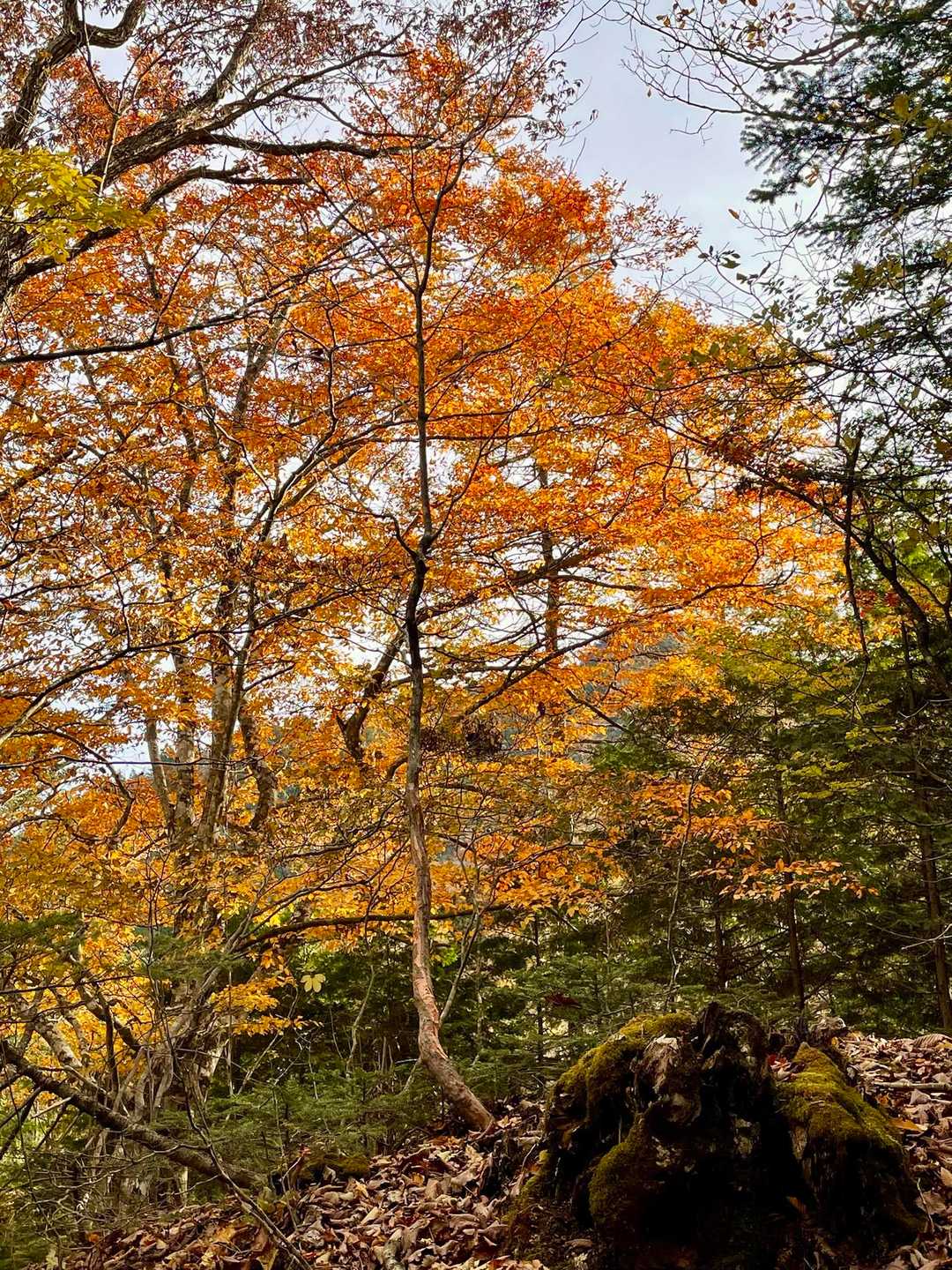 三ッ峠山 | 太宰治の随筆に登場する頂は、南アルプス・八ヶ岳・奥秩父の眺望も秀逸の写真