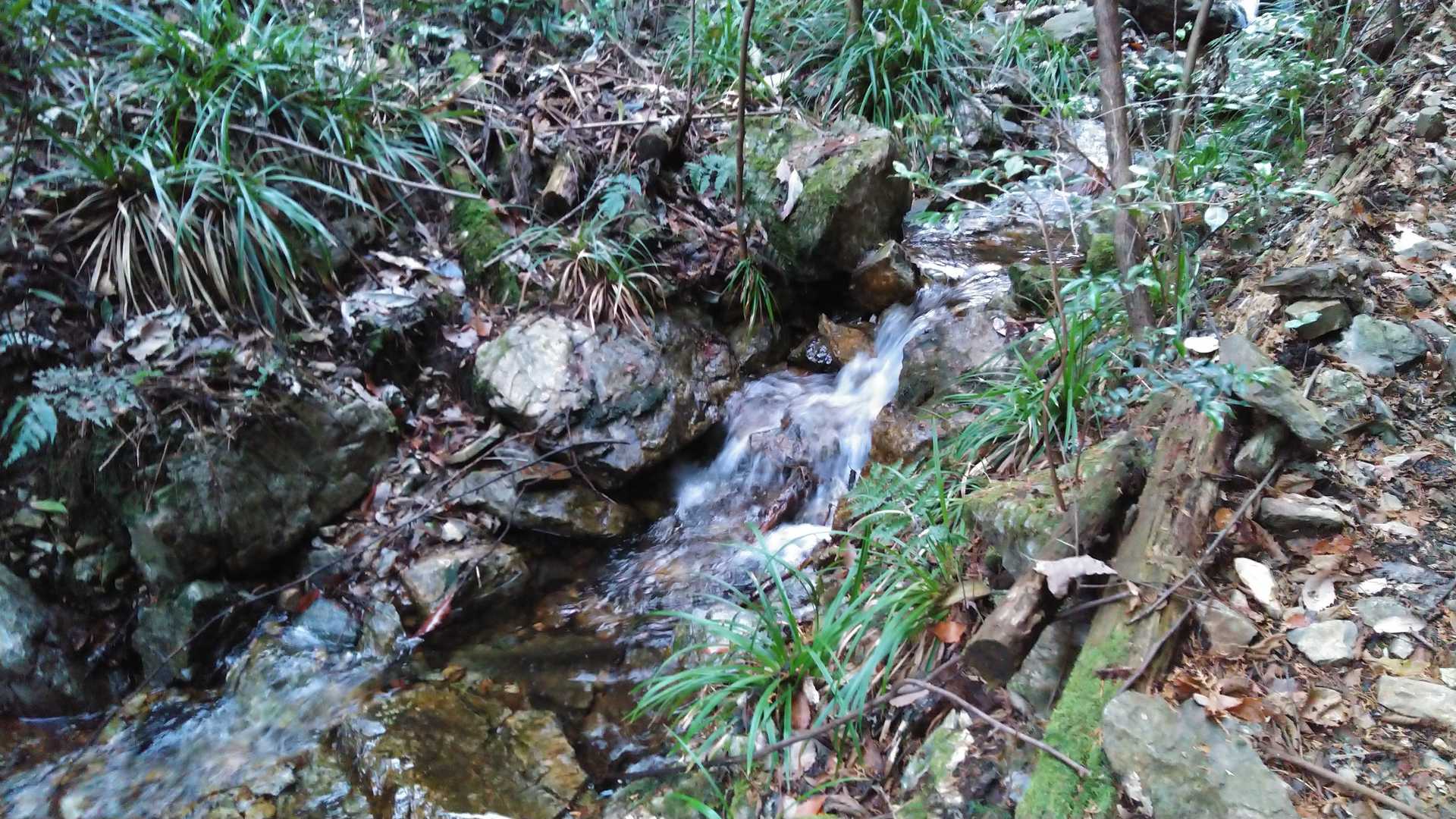 沢の水はちょっと多めかな😌