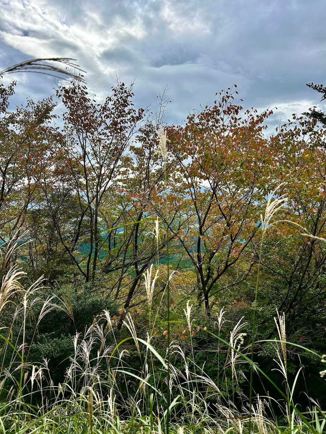 秋です🍂