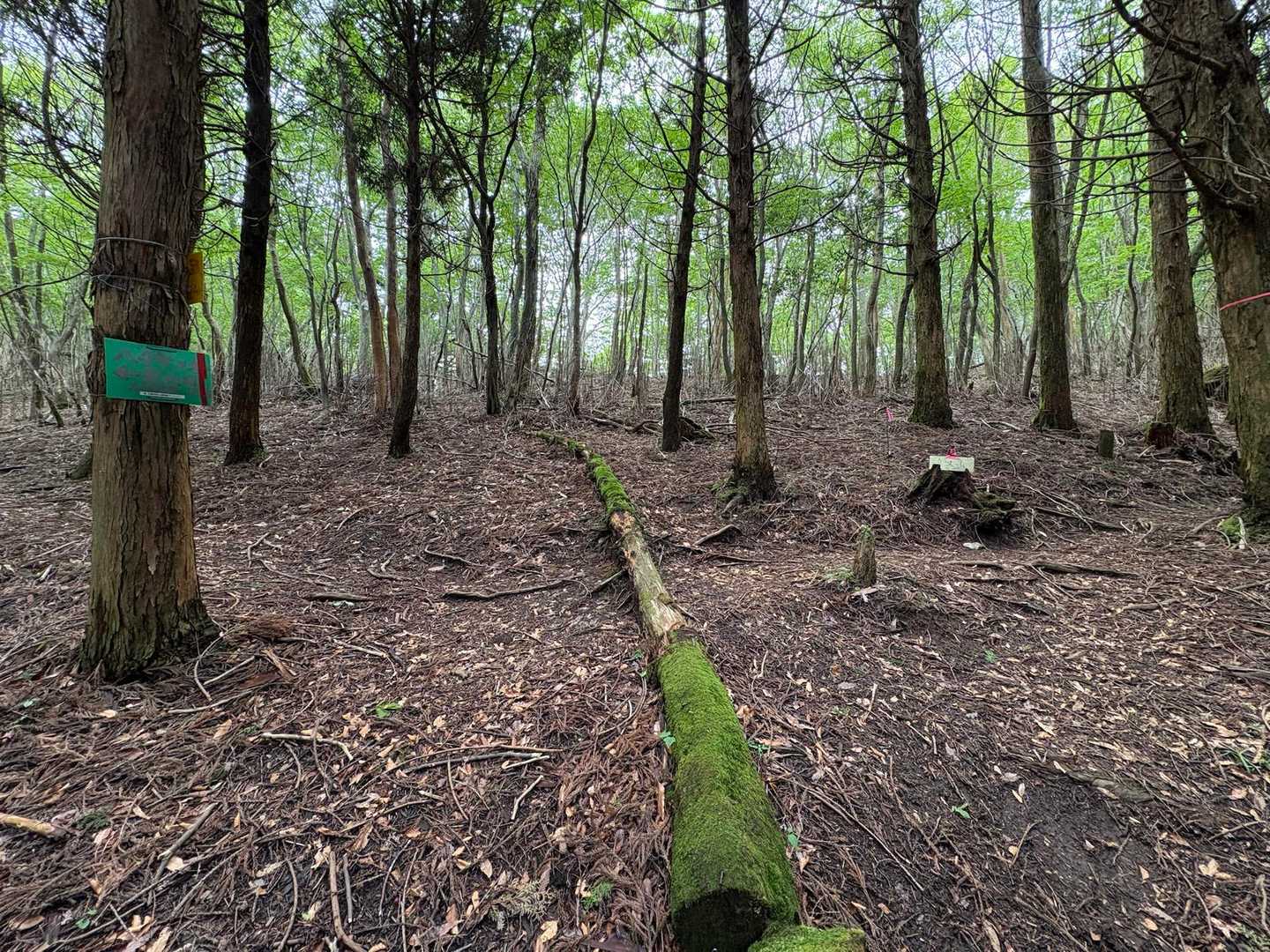 雁俣山からの縦走路まで登ってきました。