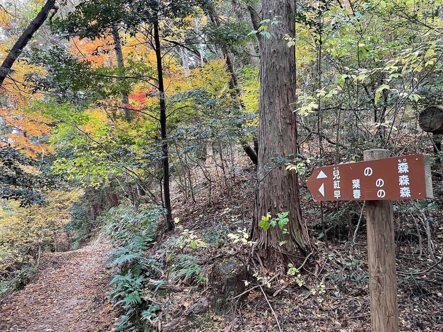 帰りは紅葉の森を通ろう