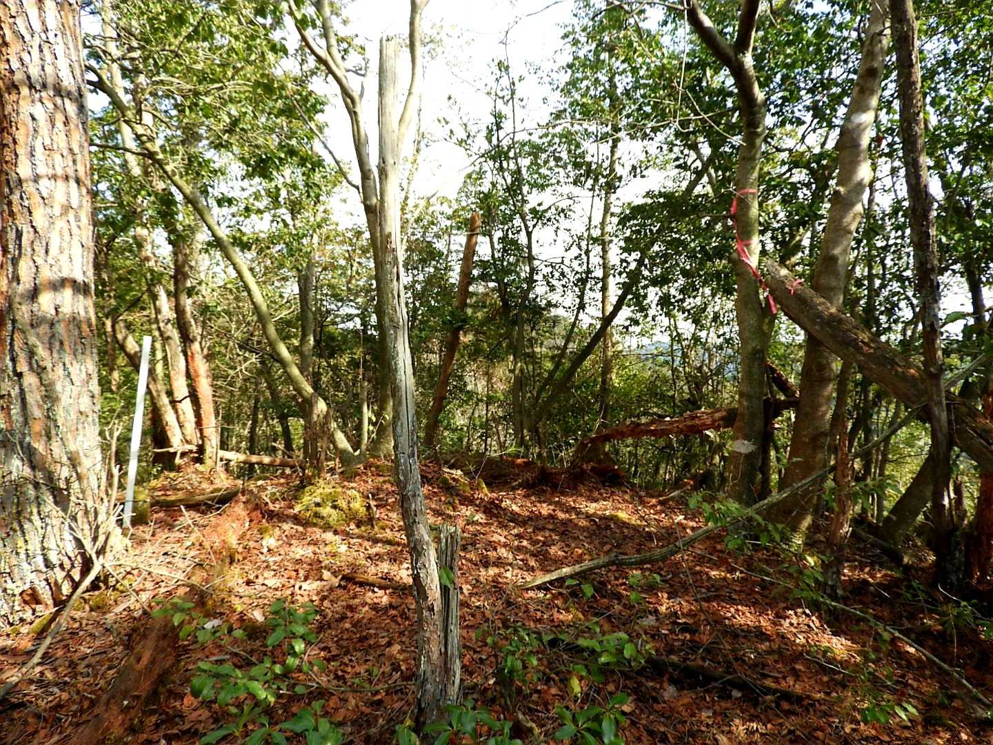 どうやら此処が「ろ山」の山頂のようです。