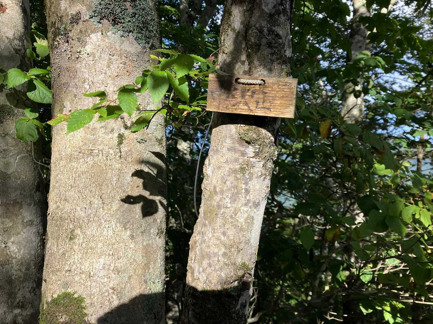 中沢山