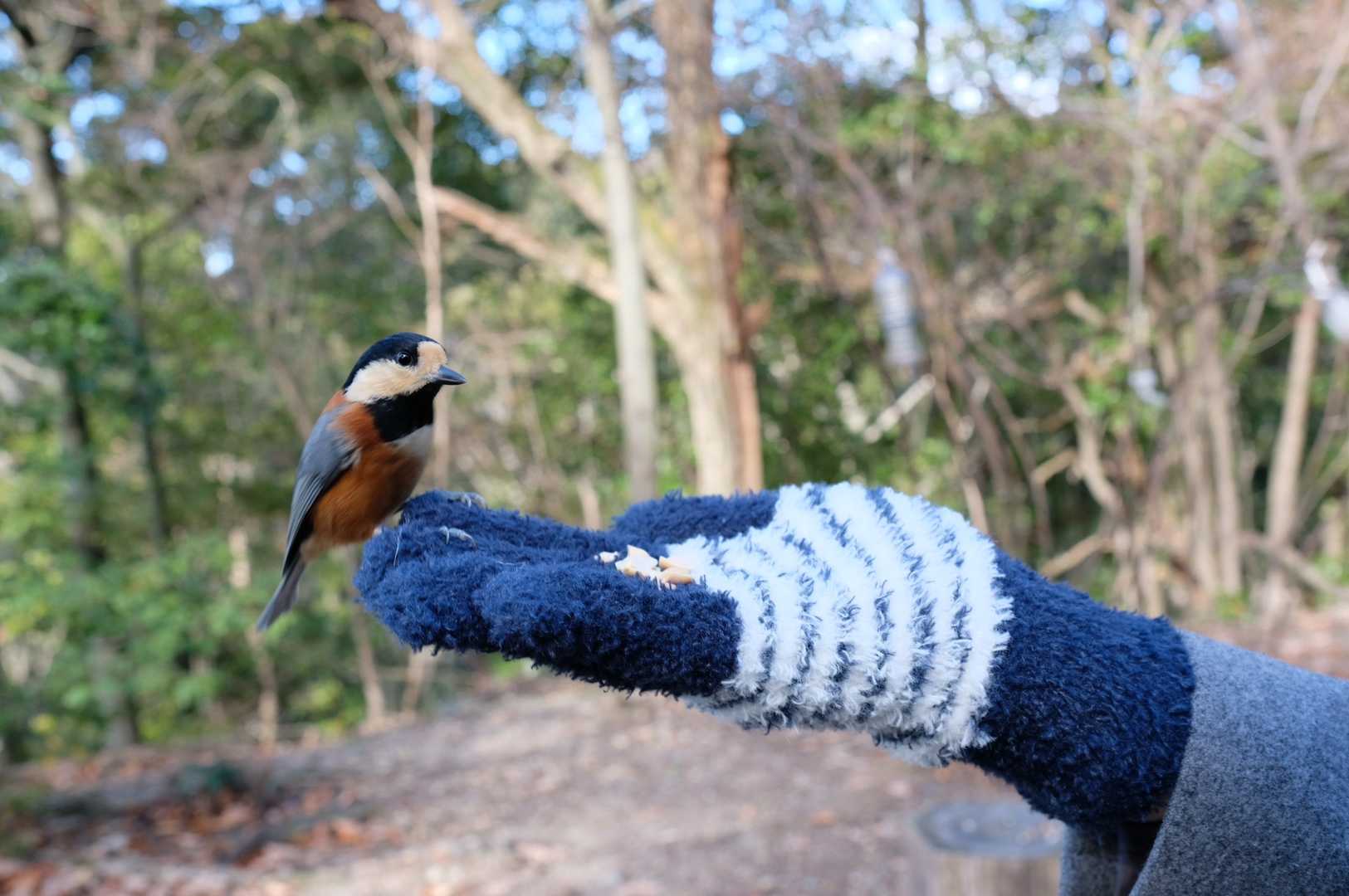 私、ヤマガラ飼ってます😊と言いたくなる1枚📸
このつぶらな目！毎日手乗りして懐いているかのような佇まい！綺麗な毛並み！全てが愛らしい❣️