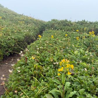 それはそれで涼しくて歩きやすい