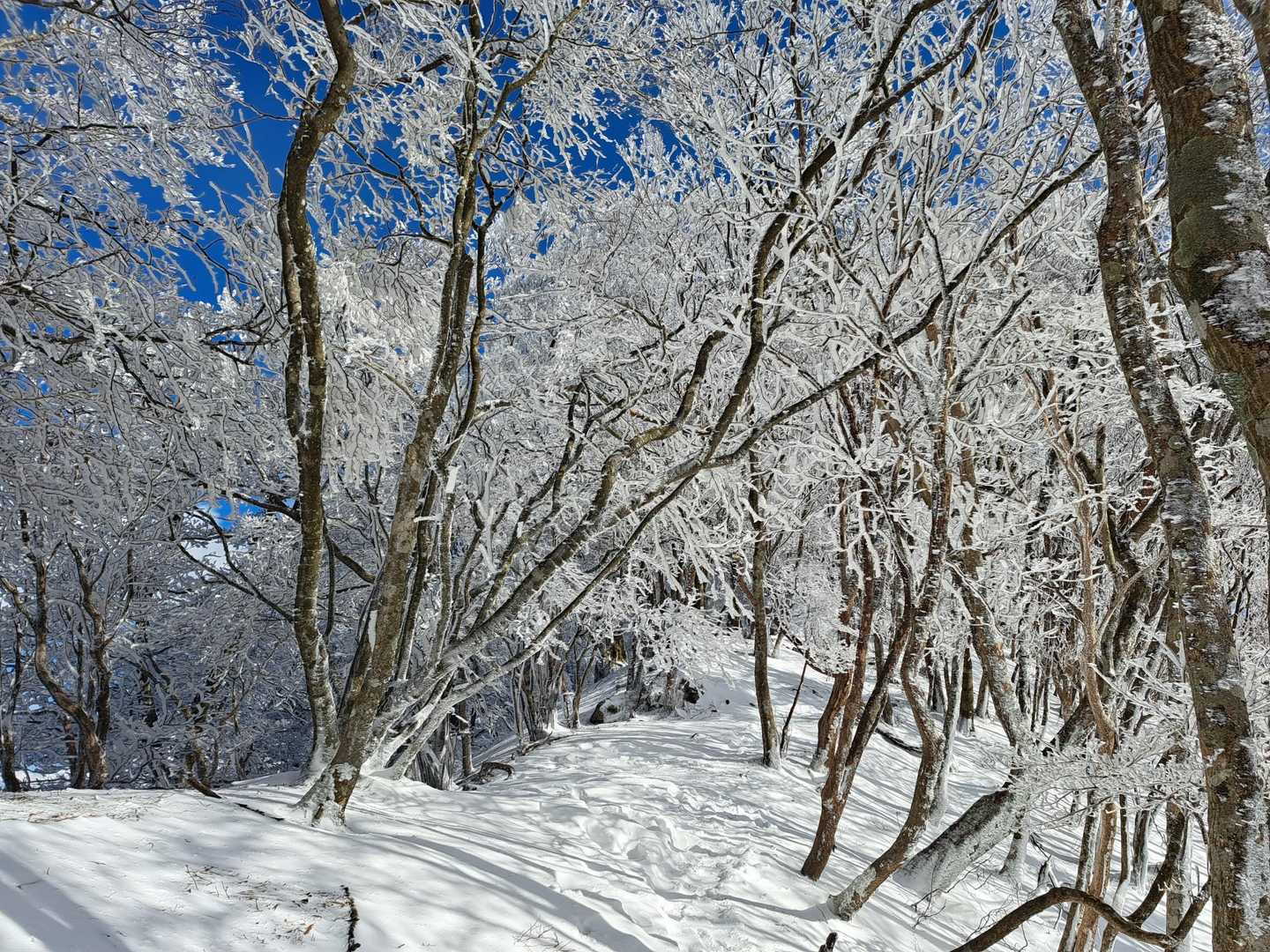 高見峠-高見山 周回コースの写真