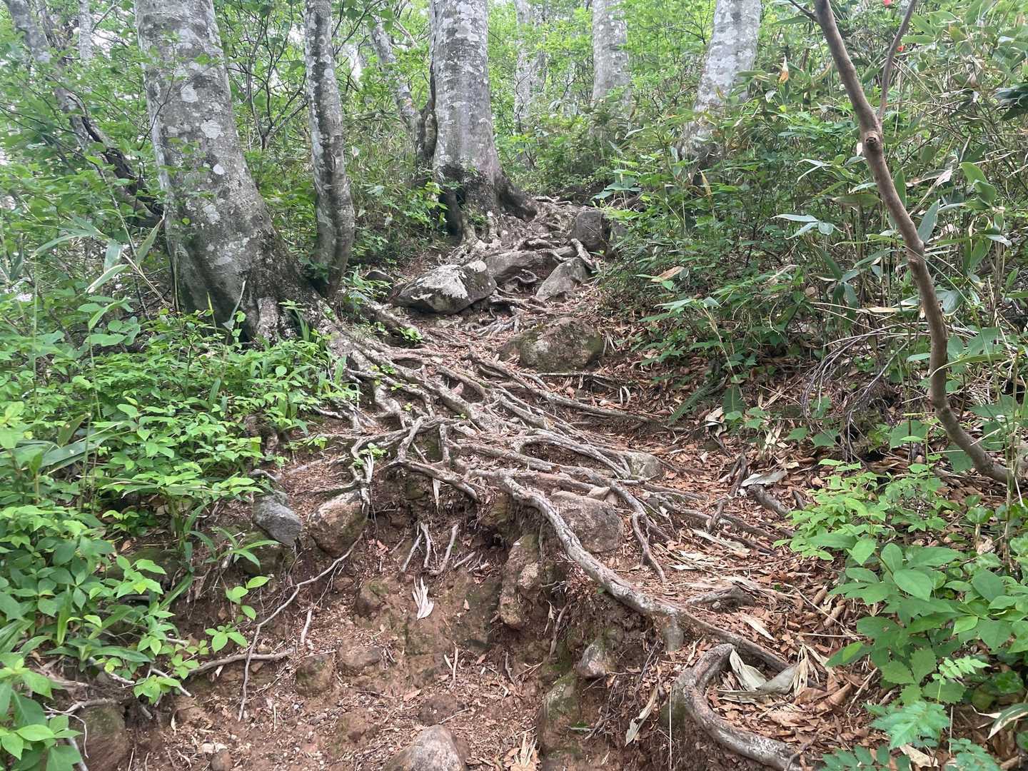 保月山までの登山道は楽しいですね♪