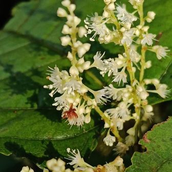 
ギリシャと言えばギリシャ神話。

我々日本人は八百万の神を信仰してるようですが、まさか知らず知らずのうちにギリシャの神まで信仰してたなんて⋯　


