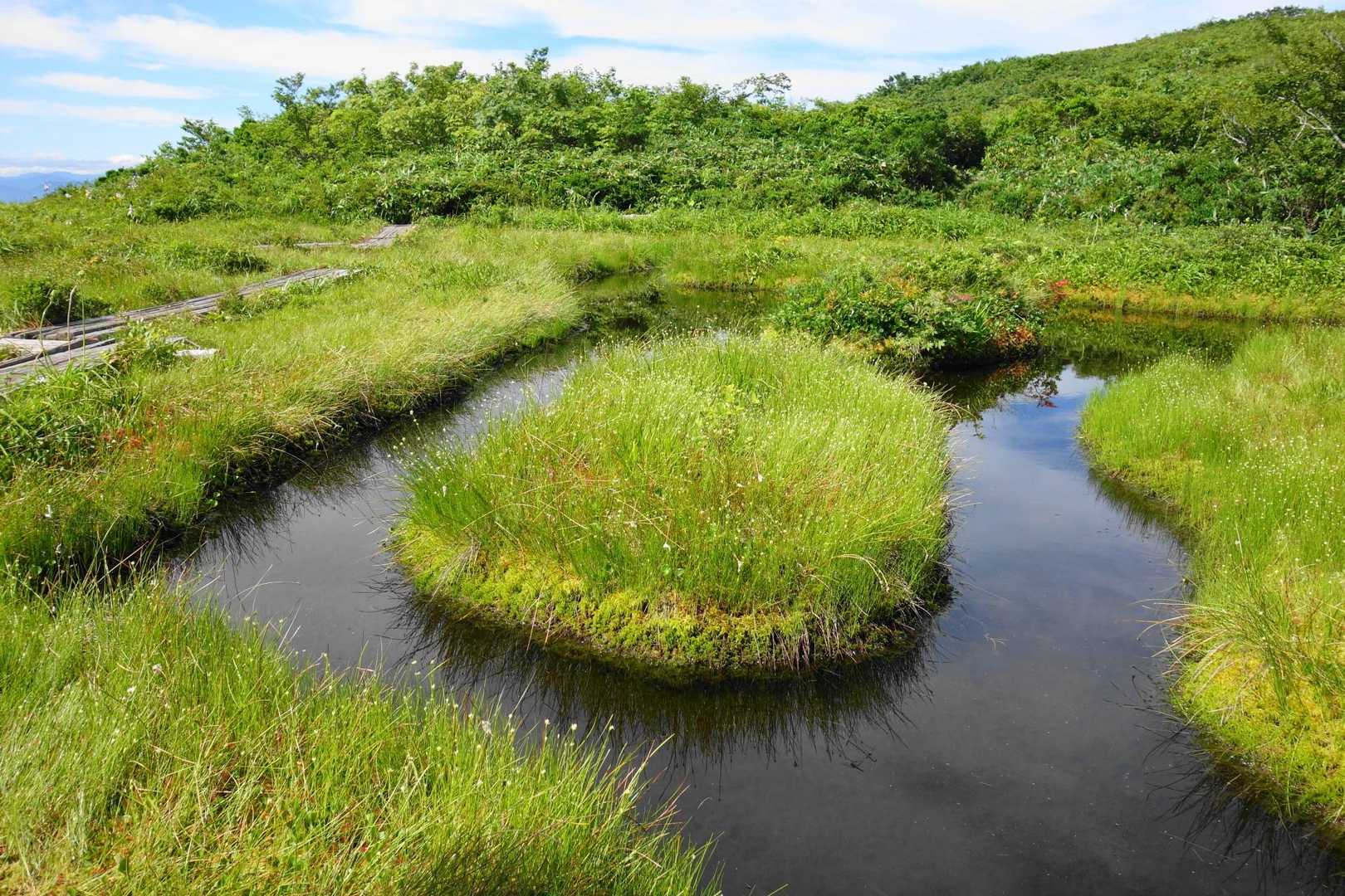 木道を通ってお池をぐるっと一周