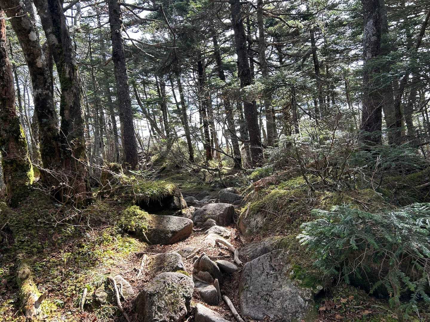 急登を登ると山頂までは、比較的平な道が
続きます。YAMAPで⚠️のある泥濘箇所
数えきれないくらいあり〼歩きにくい。
油断するとズブっと沈みます。

通り沿いには、奥宮本社恵那山神社⛩️
までの六社が並びマス🙏