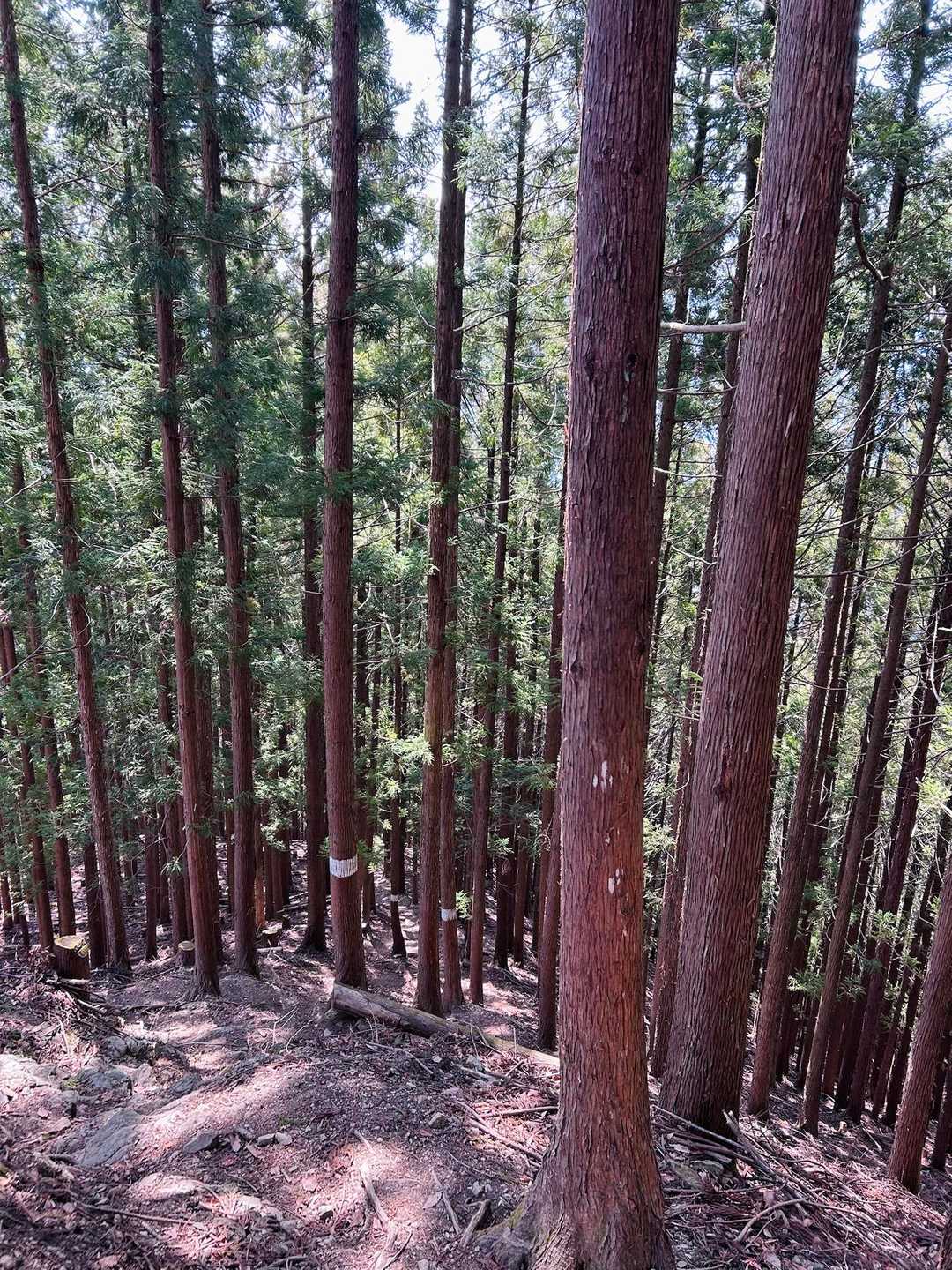 木漏れ日がキレイ✨
緑の季節になってきた☺︎