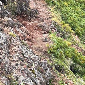 🐦‍⬛見えた？

突然、ちょこんと登山道に降りてきた！
イワヒバリかな😻 