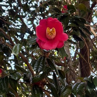 ここらへん椿がでかい。