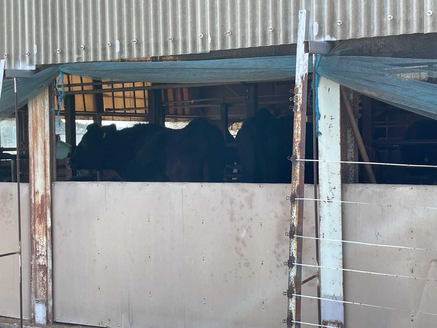 駐車場へ戻る道に🐃🐃🐃発見！