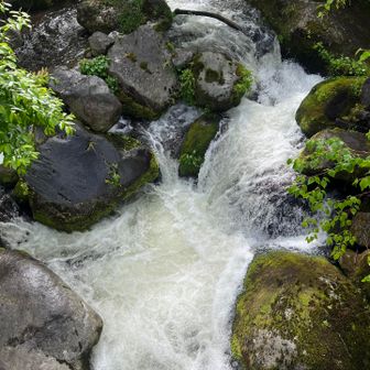 水量が多くて涼しげ。