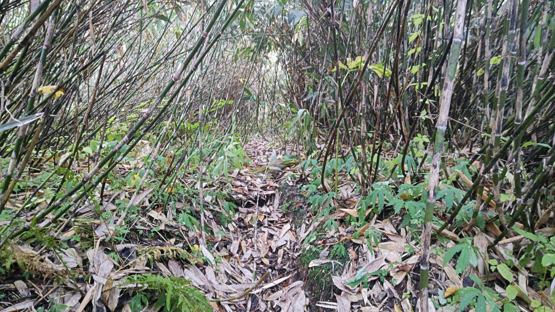 雄鉾岳 往復コースの写真