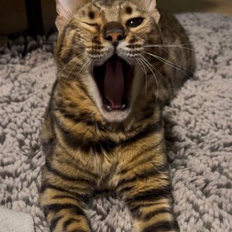 あみーご🦙🪴