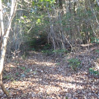 林道を終点まで登りきる